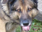Hund
