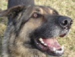 Hund mit Stock