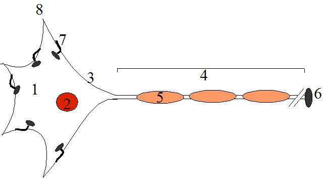 schematische Darstellung einer Nervenzelle