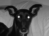 tapetum lucidum